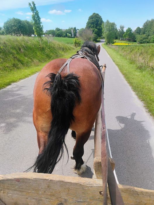 Sprzedam Klacz zaprzęgana