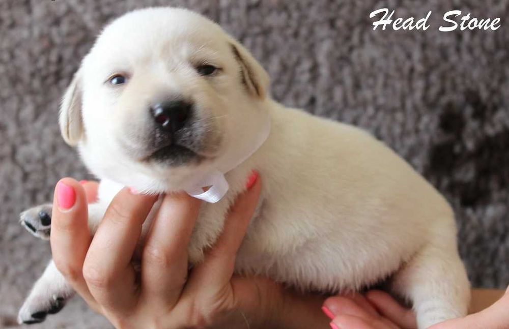 Лабрадор ретвриер