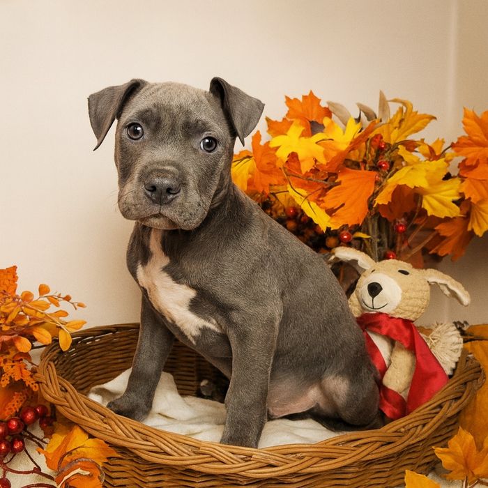 Śliczny piesek Amstaff blue!
