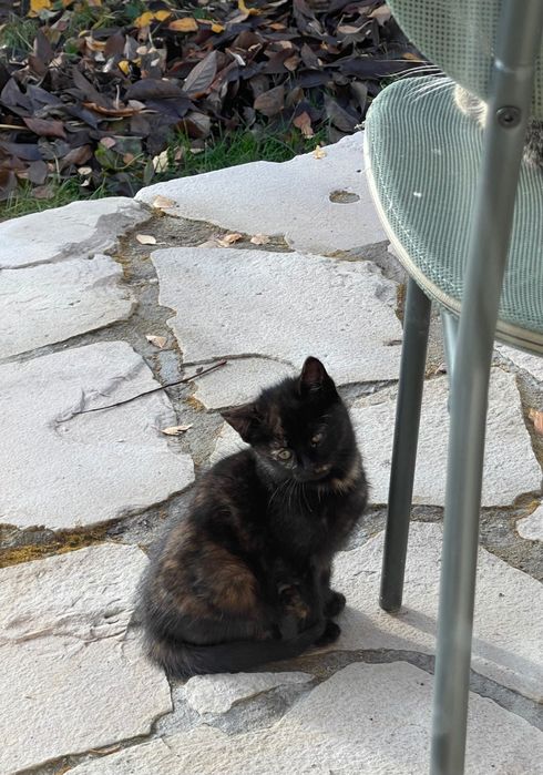 Kotek za darmo do oddania w dobre ręce