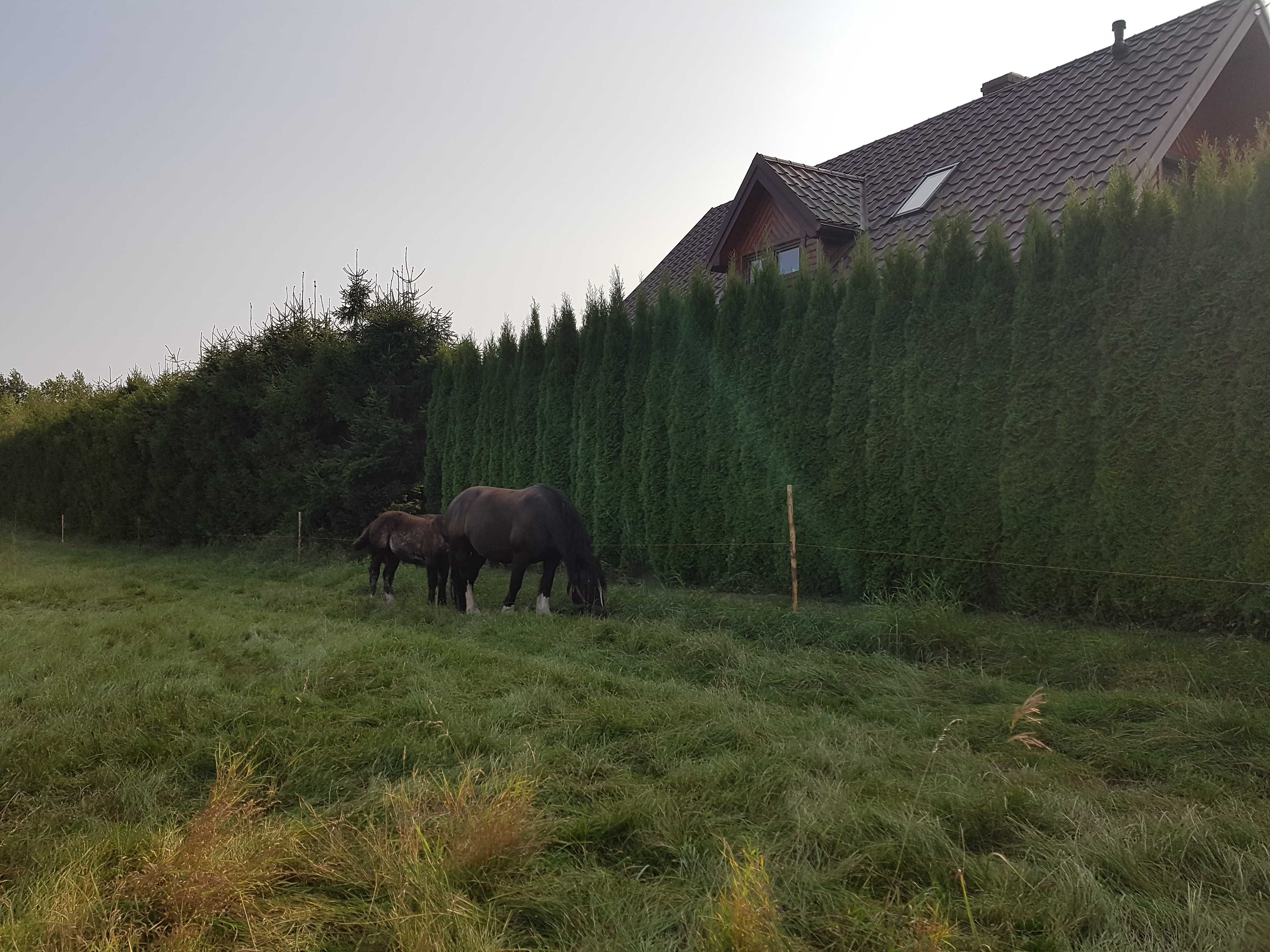 Domek całoroczny nad jeziorem w Gibach z balią i sauną