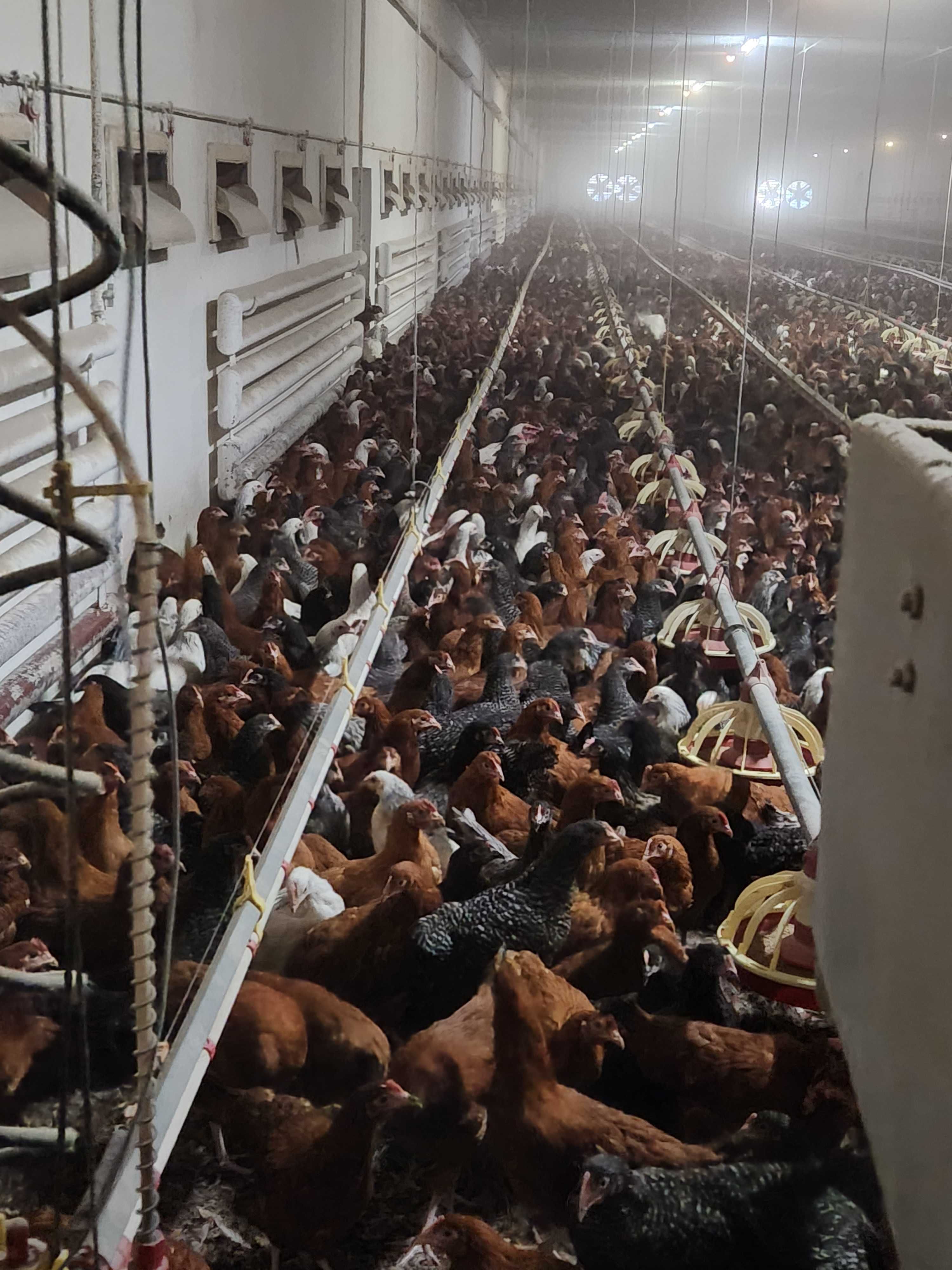 Kury ROSSA MESA DOMINANT LEGHORN Prosto od hodowcy! Promocja Zapraszam