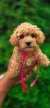 Suczka Maltipoo badania szkolenie wyorawka rodowod