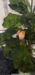 Guppys Red Dragon Halfmoon