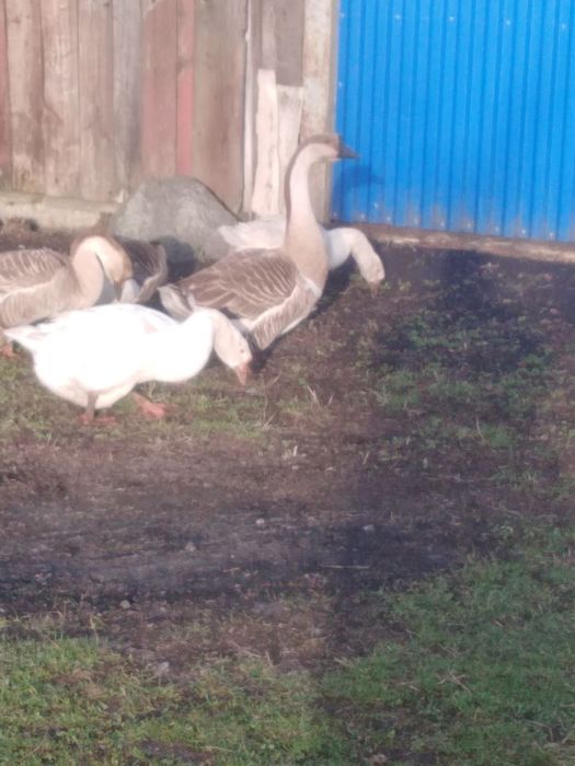 Акція!!! Інкубаційні  Супер яйця!