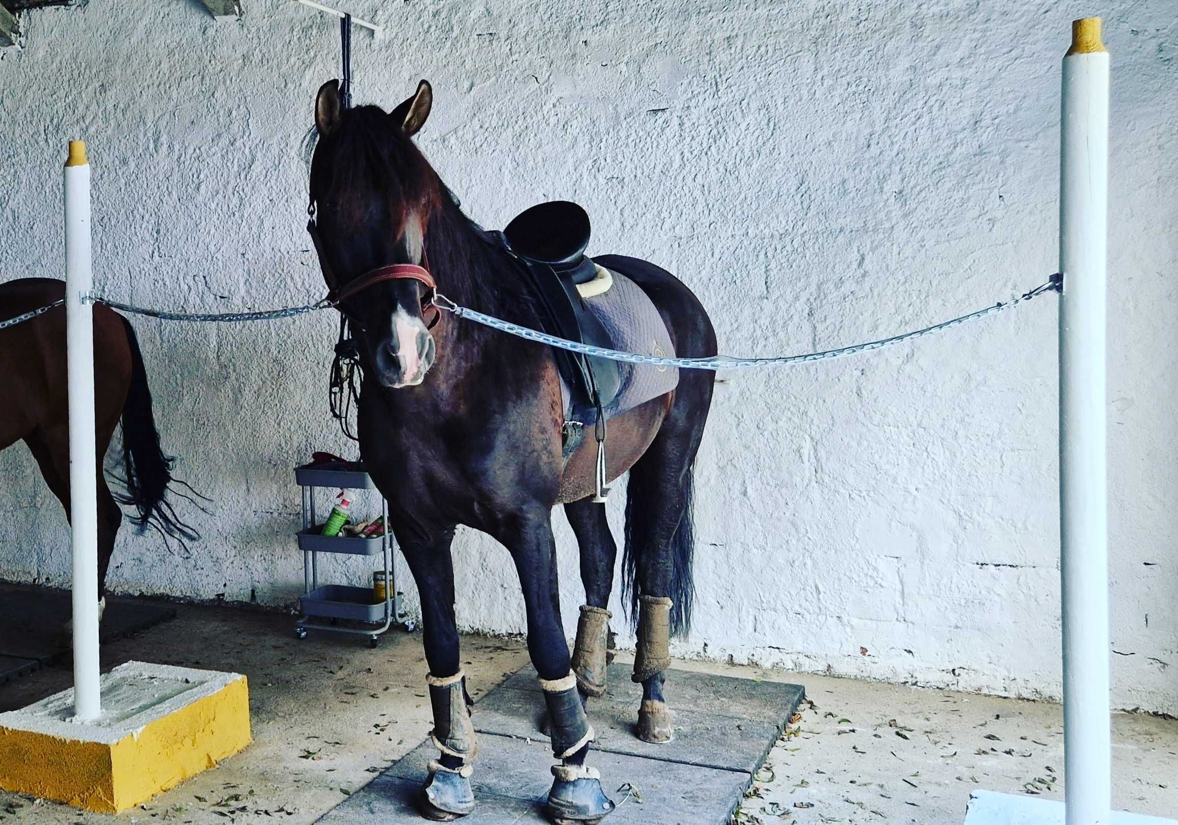 Trabalho e ensino de cavalos