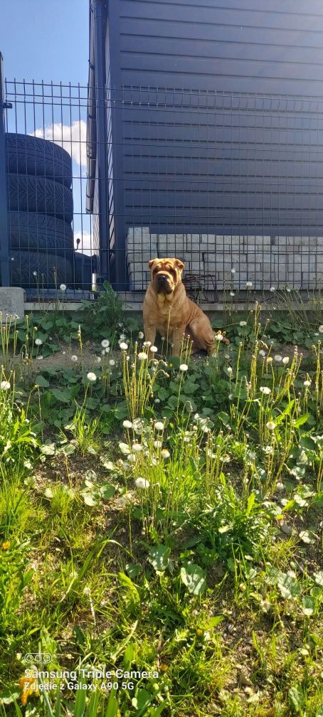 Szczeniak shar pei z rodowodem