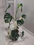 Sadzonka  monstery  variegata
