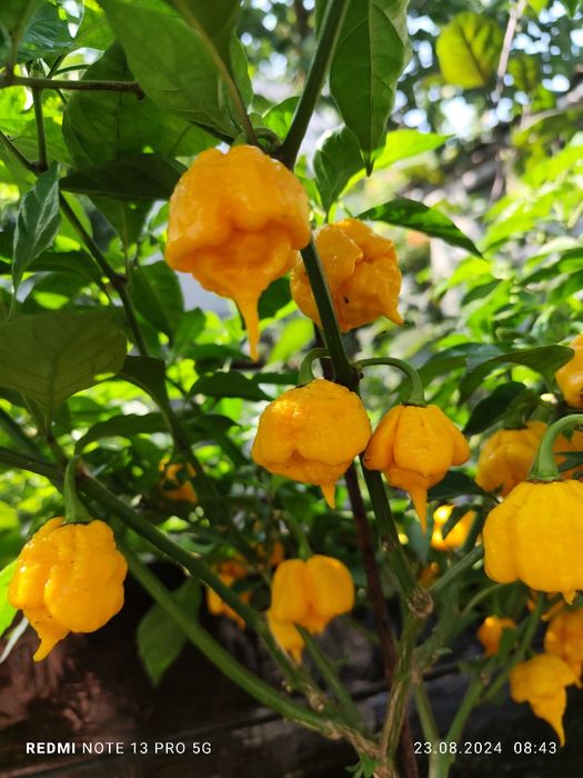 Набір насіння надгострого перцю  Carolina Reaper 50 шт