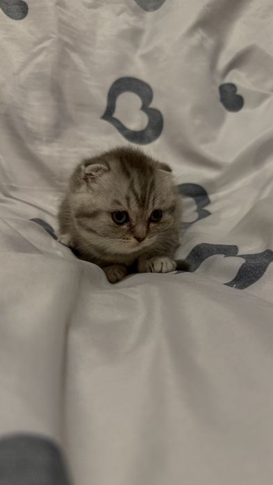 Шотландські кошенята