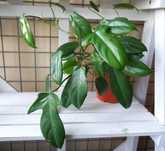 Philodendron Florida Green