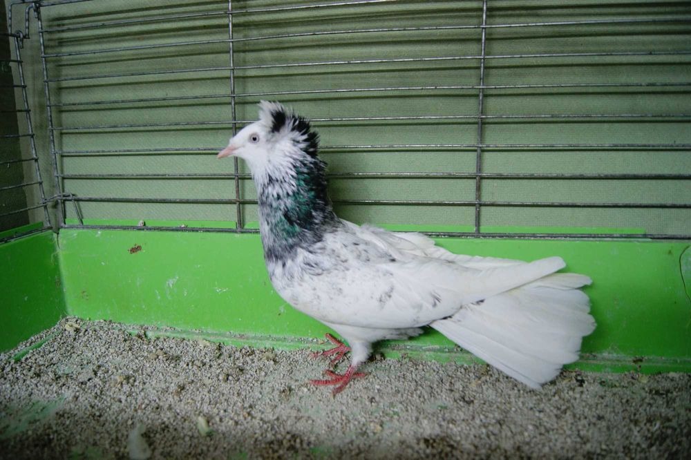 Gdański Sokół z rok.25