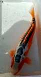 Carpa koi Shusui macho