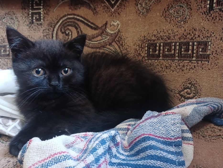 Кошеннята шукають люблячу сімю