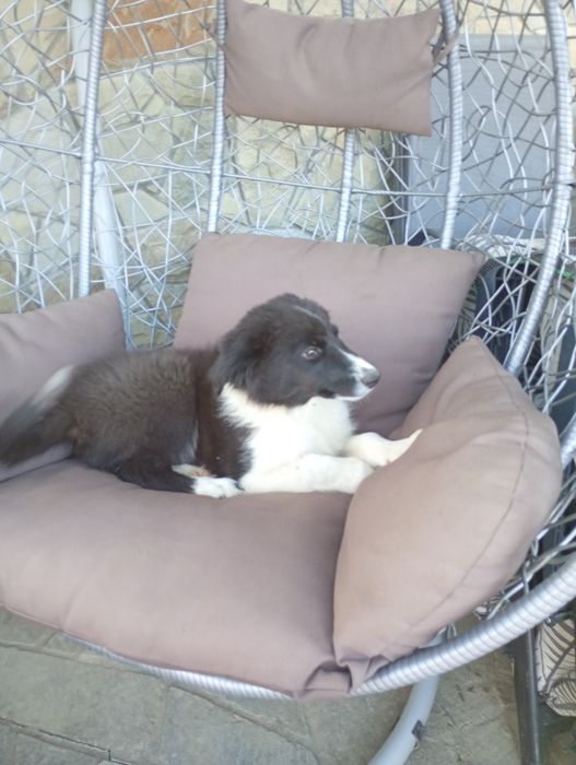 Border collie z rodowodem