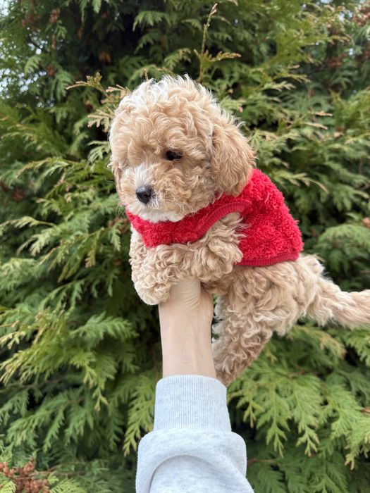 Найкрасіші цуценятка під ялинку мальтипу