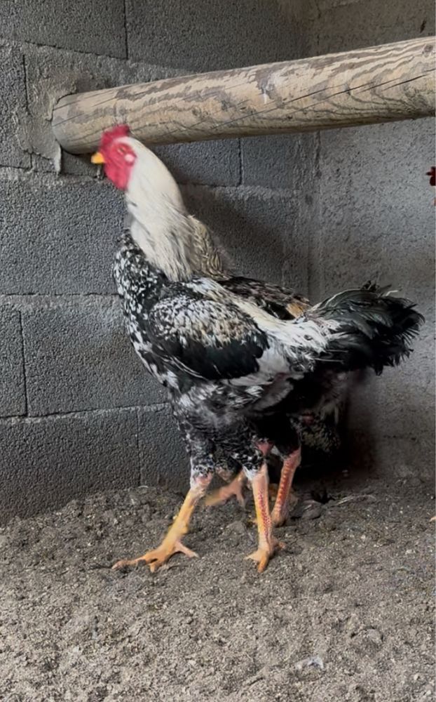 Galos  Indio gigante