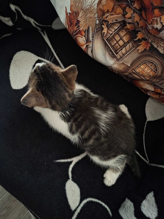 Oddam kotka w dobre ręce