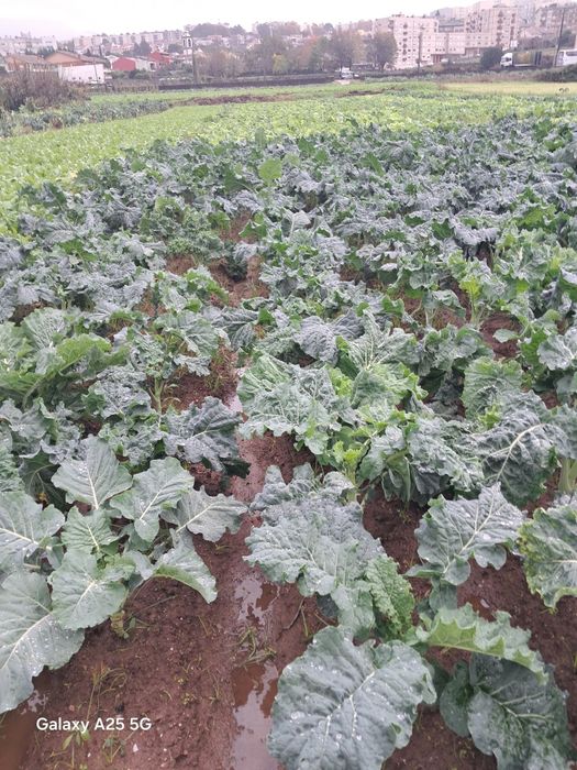 Pencas e Couve galega do Toninho da horta