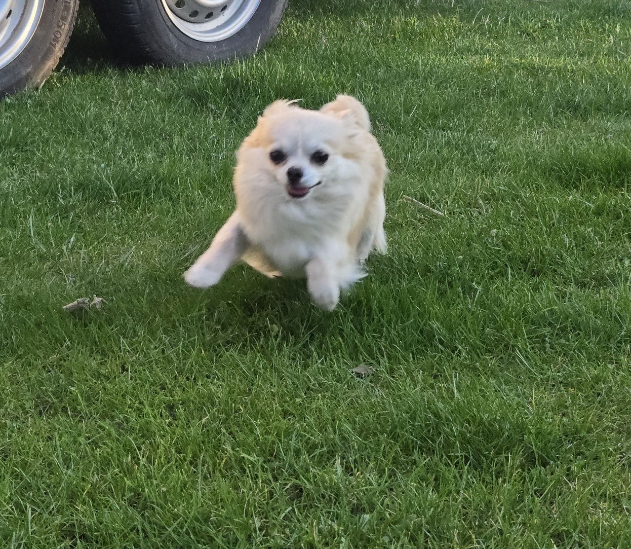 Chihuahua bezowa suka Hodowlana