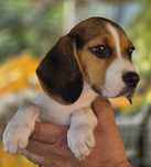Beagle suczka piękna szczenięta