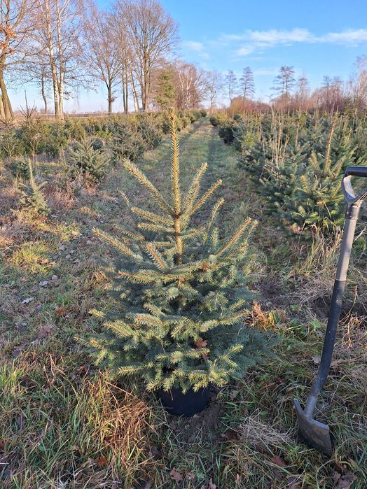 Świerk srebrny ŻYWE choinki 80-100 CM HURT DETAL