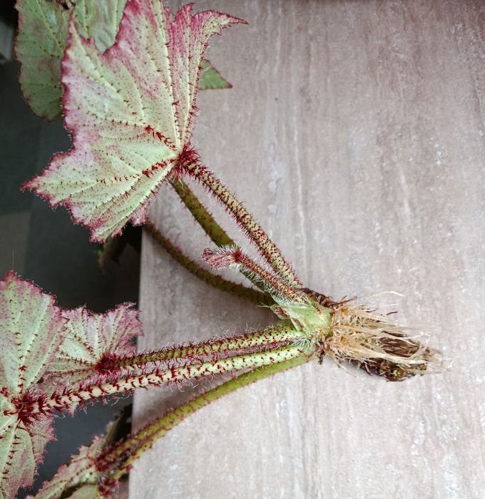 Бегонія кімнатна