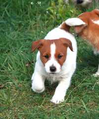 Jack Russell Terrier ZKwP, FCI