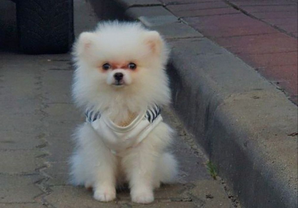 Собака міні шпіц