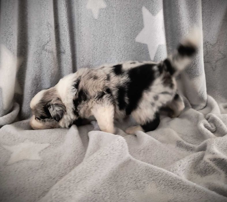 Piękny piesek Border Collie - Blue Merle nr 5 - ARGO