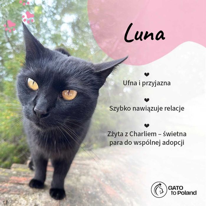 Luna - sympatyczna kotka z Hiszpanii szuka domu w Polsce