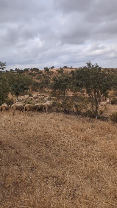 Herdade vedada ribeira barragens poço furo monte olival cortiça caça