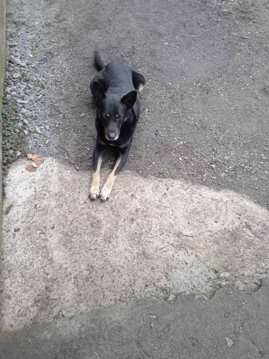 Пёс в добрые руки