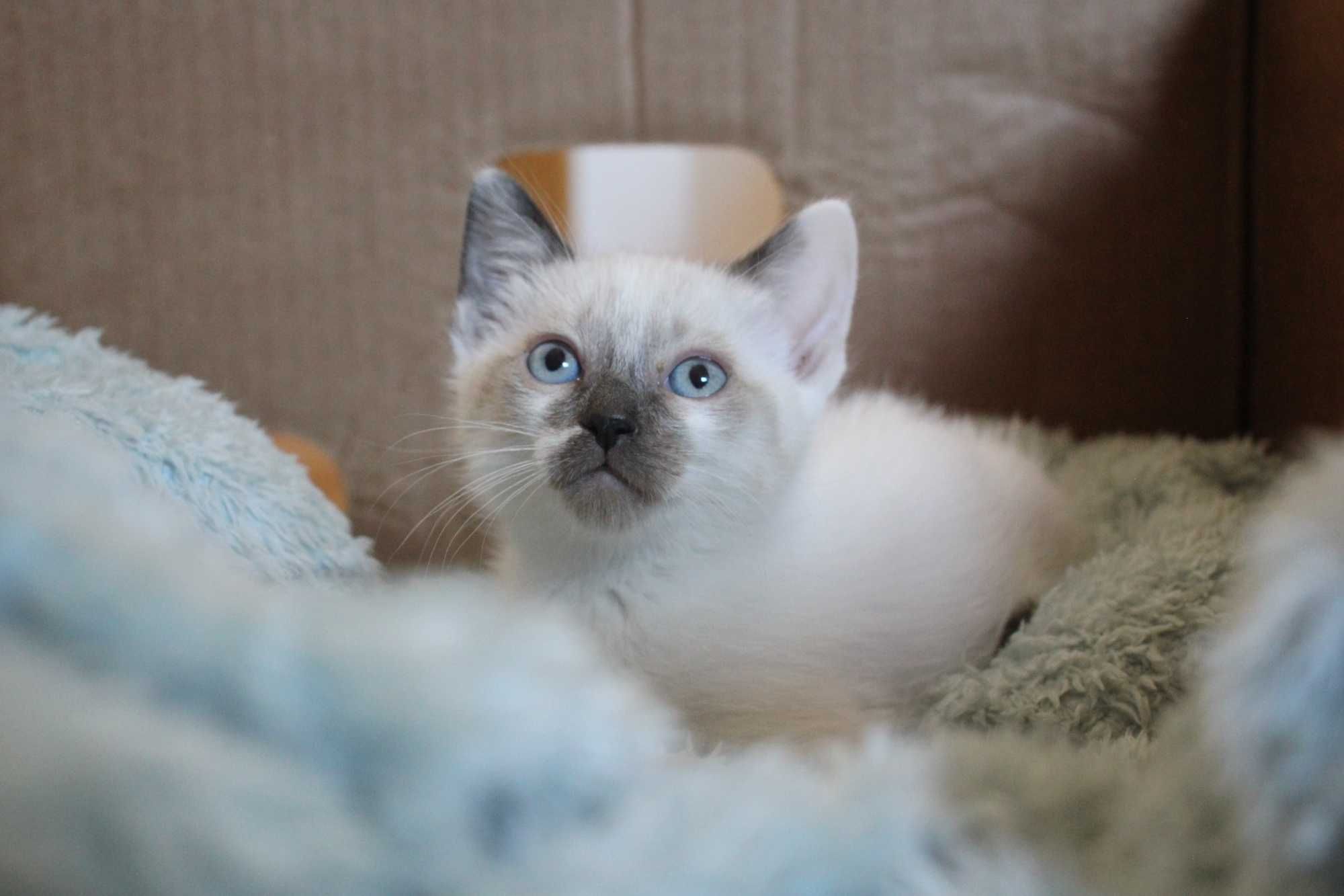 FÊMEA | Gatinha de olhos azuis disponível para adoção responsável
