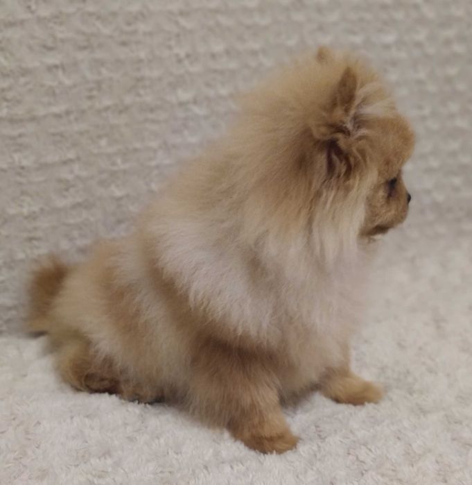 Szpic Miniaturowy (Pomeranian) - piękny piesek
