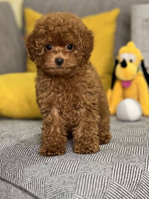 Редбраун темная карамель Мальтипу Ф2 !!!