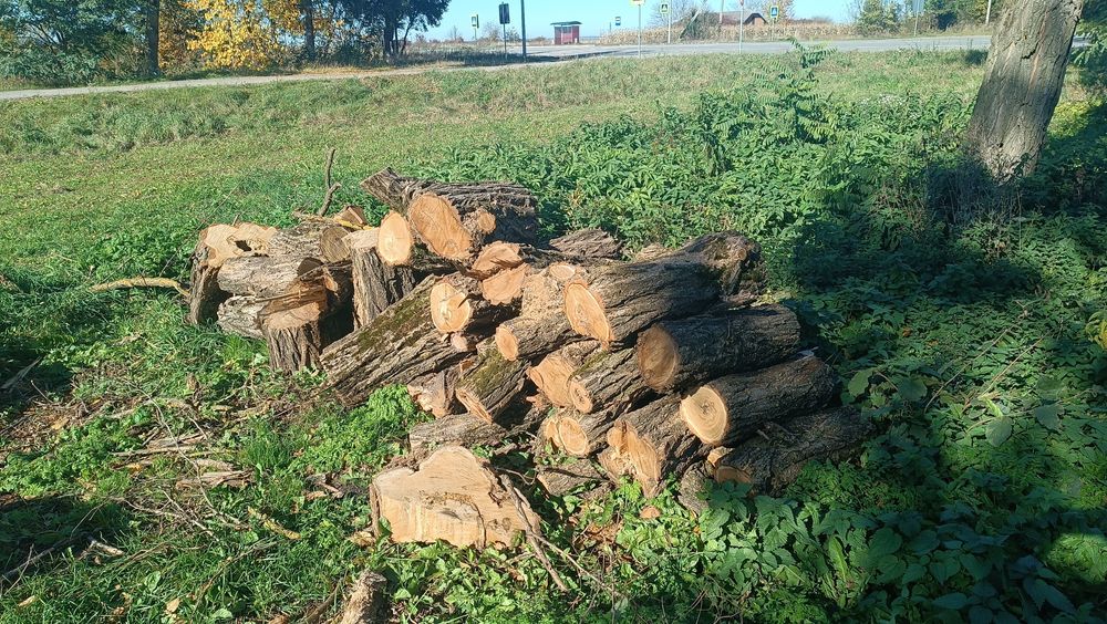 Продам дрова акація