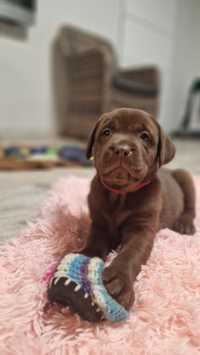 Labrador  retriever szczeniak z rodowodem