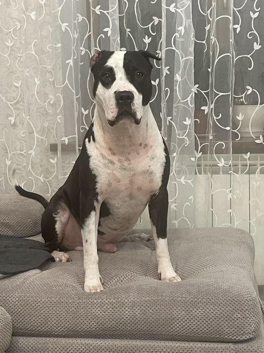 Продам щенки питбуль