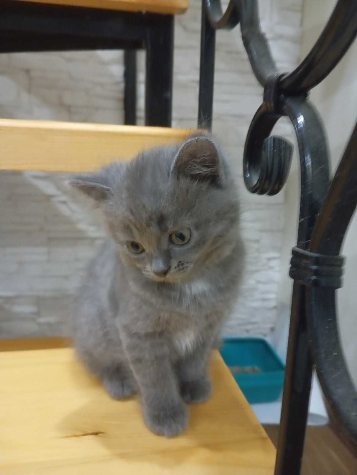 Кошенятка, 3 дівчинки, 1 хлопчик. Папа шотландець, мама наполовину.