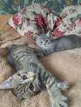 Котики в хороші руки