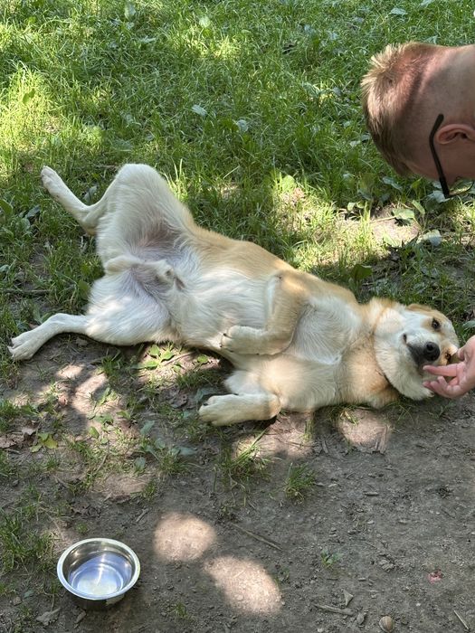 Собака в добрі руки