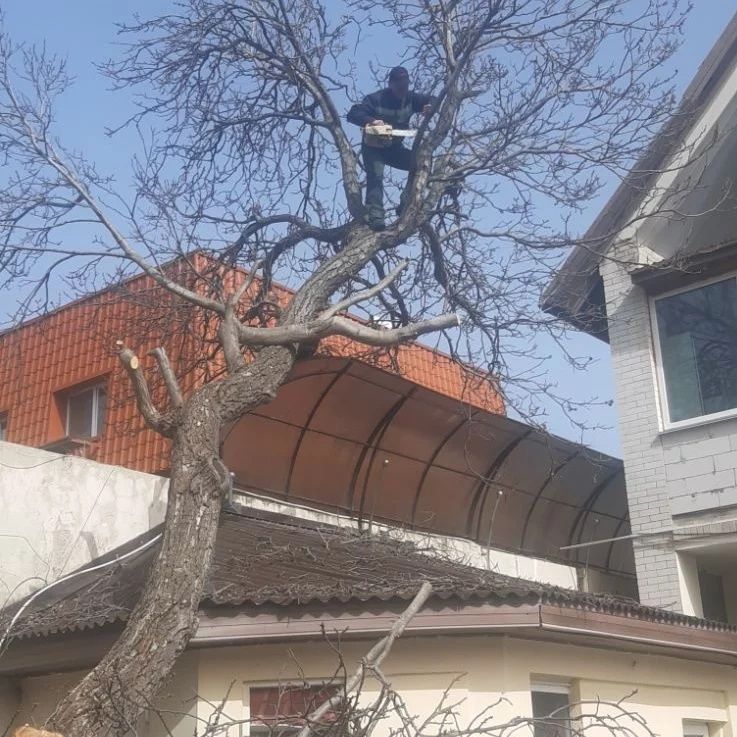 Спилювання, зрізання обрізка дерев професійно, акуратно, швидко.