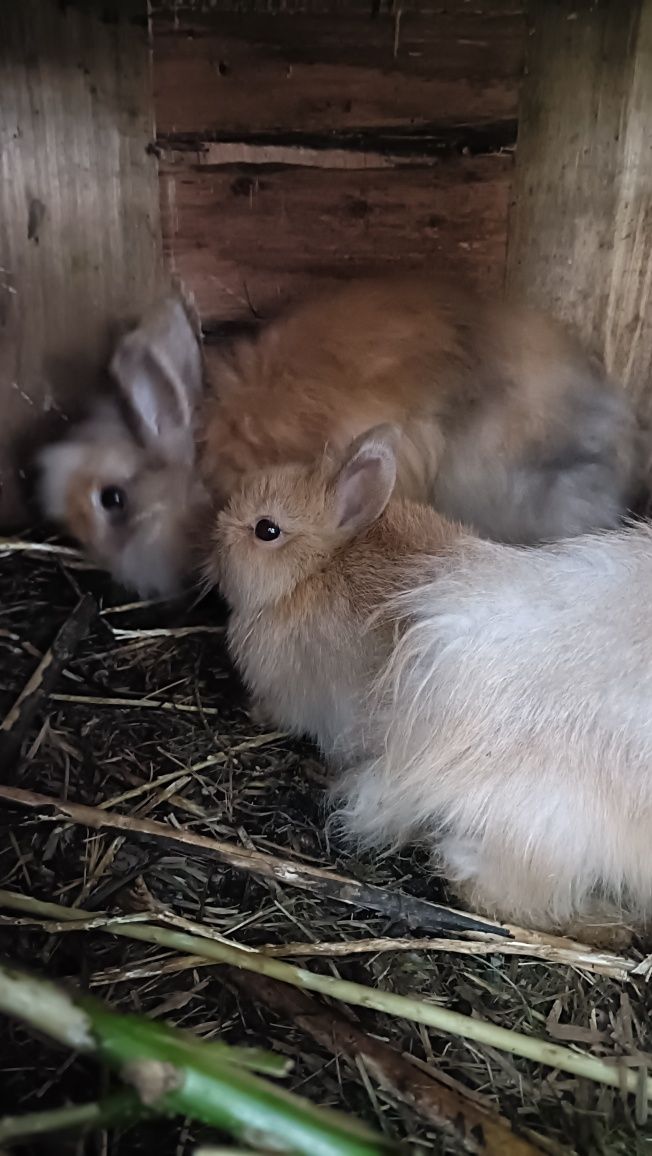 Sprzedam króliki miniaturki
