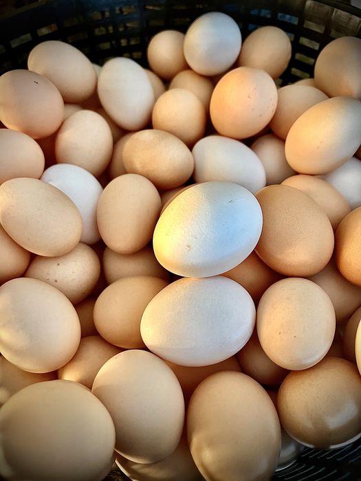Jaja wiejskie pastwiskowe z wolnego wybiegu