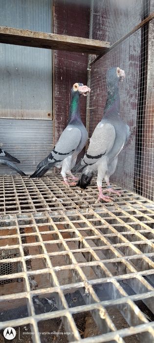 Kariery gołębie kariery