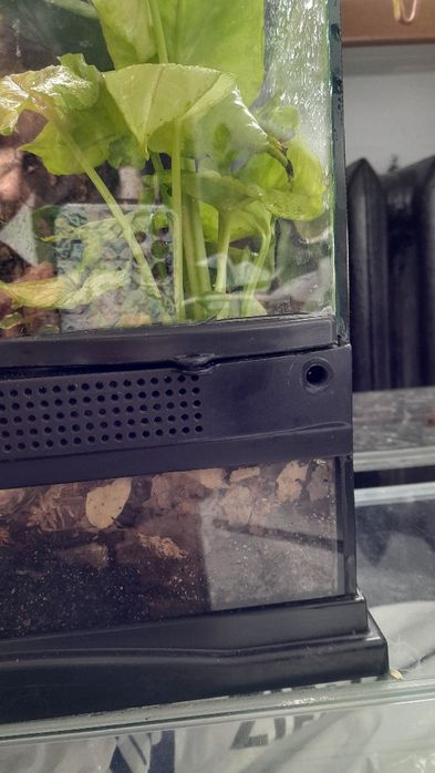 Terrarium 30x30x50 exoterra mcgravia gekon