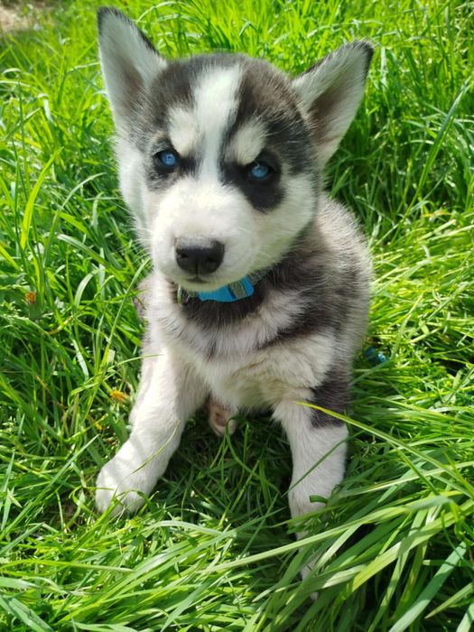 Już są piękne szuczki Syberian Hasky