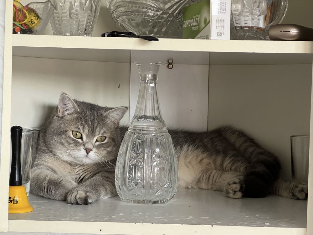 Вязка шотландский кот