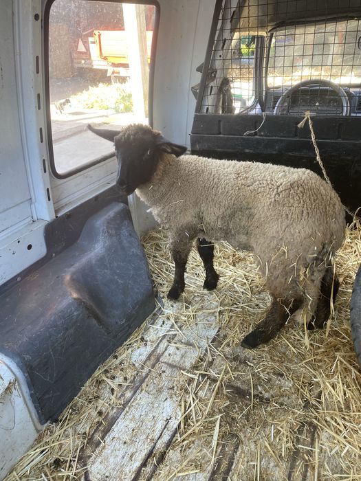 Borrego Suffolk 3 meses